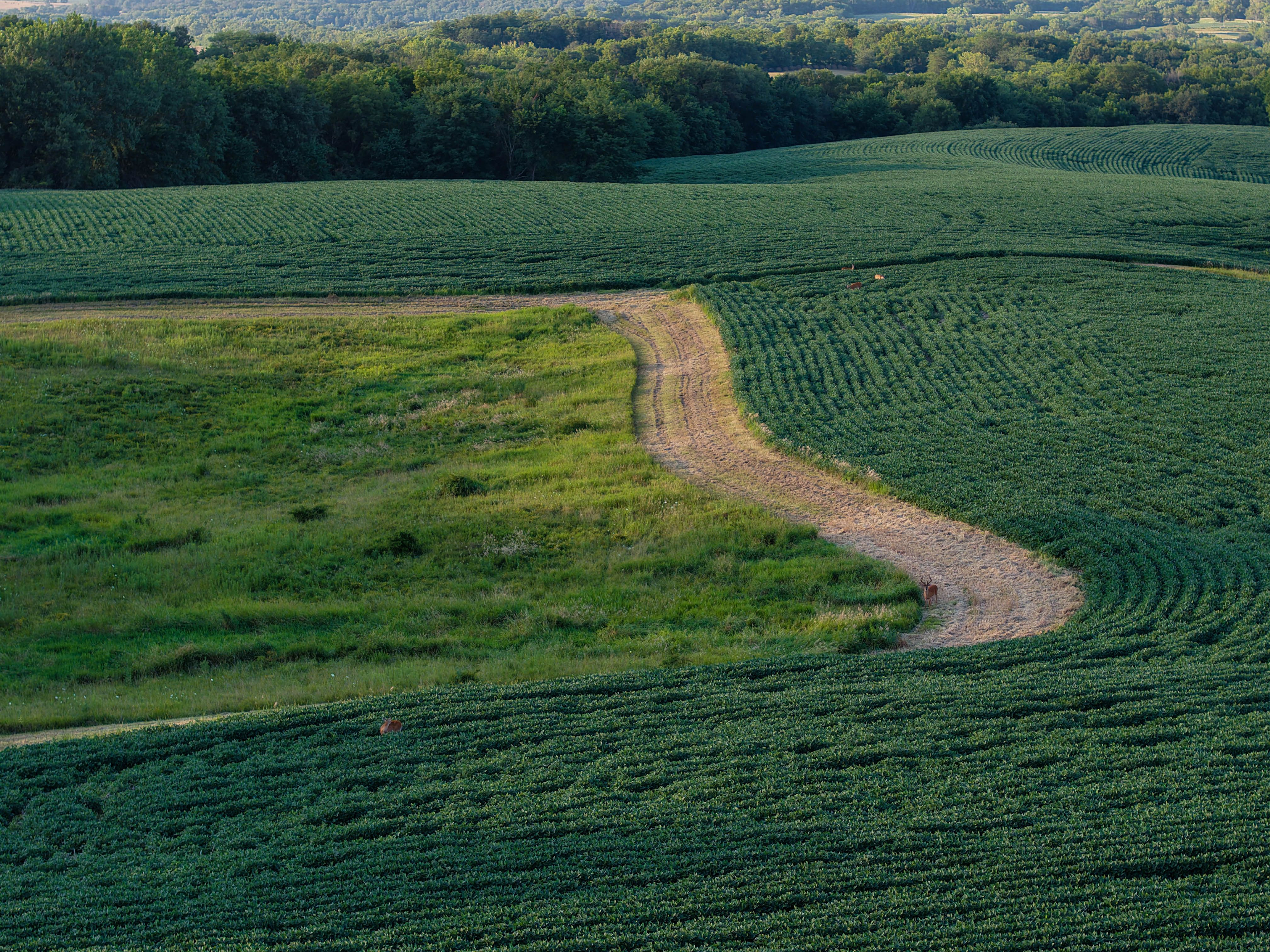 Listing Photo: Whitetail Hunting Farm Mahaska County Iowa-154